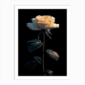 White Rose On Black Background 6 Art Print