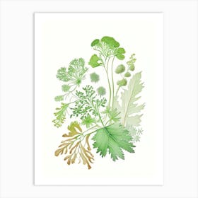 Parsley Spices And Herbs Pencil Illustration 1 Art Print