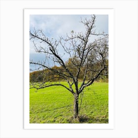 Bare Apple Tree Art Print