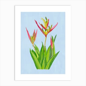 Vibrant pink and green Heliconia Tropical Flowers and leaves in Watercolor on blue Art Print