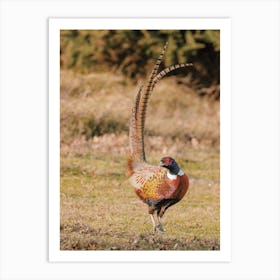 Pheasant In Forest Art Print