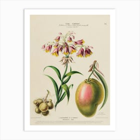 Flora Of France Art Print