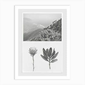 Protea Flower Photo Collage 1 Art Print