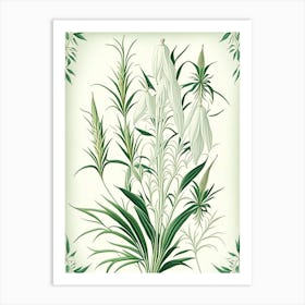 White Willow Herb Vintage Botanical Art Print