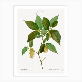 American Hophornbeam, Pierre Joseph Redoute Art Print