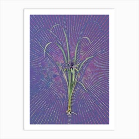 Vintage Grass Leaved Iris Botanical Illustration on Veri Peri n.0878 Art Print