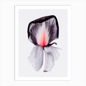 Pink Iris 1 Art Print