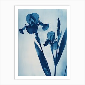 Bearded Iris Art Print