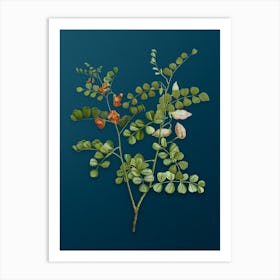 Vintage Blood Spotted Bladder Senna Botanical Art on Teal Blue Art Print
