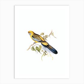 Vintage Yellow Rumped Parakeet Bird Illustration on Pure White n.0028 Art Print