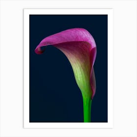 Calla Lily Art Print