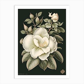 Gardenia 1 Floral Botanical Vintage Poster Flower Art Print