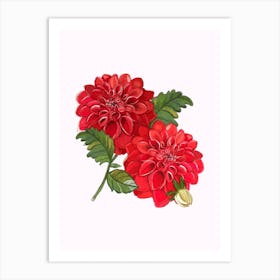 Red Dahlia Flowers Art Print