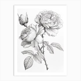 Roses Sketch 16 Art Print