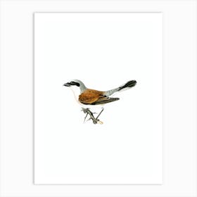 Vintage Red Backed Shrike Male Bird Illustration on Pure White Art Print