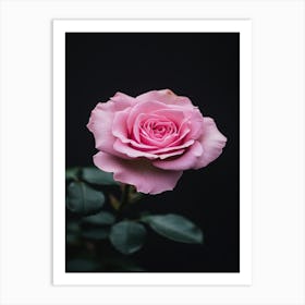 Pink Rose On Black Background 47 Art Print