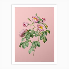 Vintage Tomentose Rose Botanical on Soft Pink n.0357 Art Print