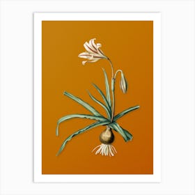 Vintage Amaryllis Broussonetii Botanical on Sunset Orange n.0436 Art Print