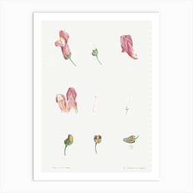 Dragon Flowers, Pierre Joseph Redoute Art Print