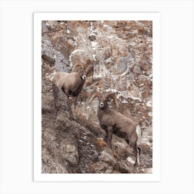 Cliffside Sheep Art Print