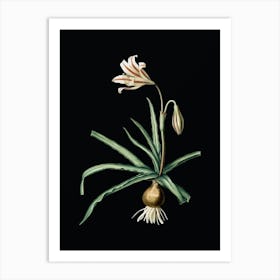 Vintage Amaryllis Broussonetii Botanical Illustration on Solid Black n.0848 Art Print