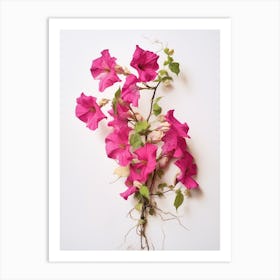 Pressed Flower Botanical Art Bougainvillea Art Print