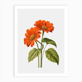 Chrysanthemum Art Print