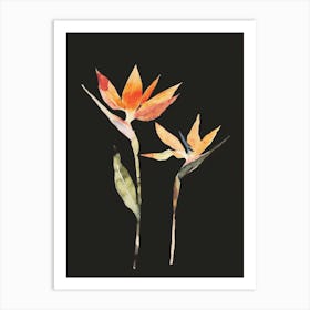 Bird Of Paradise 80 Art Print