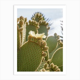 Blooming Cactus Plant Art Print