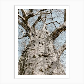 Baobab Tree In Africa Art Print