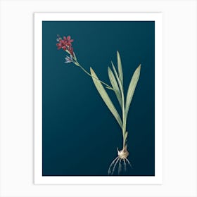 Vintage Gladiolus Mucronatus Botanical Art on Teal Blue n.0688 Art Print