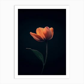 Single Tulip 1 Art Print