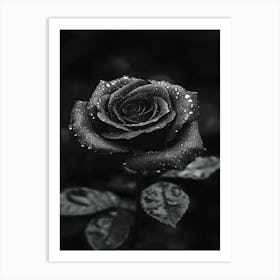 Black And White Rose 2 Art Print