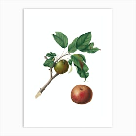 Vintage Apple Botanical Illustration on Pure White n.0545 Art Print