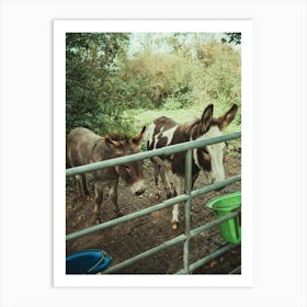 Donkeys At The Farm Art Print