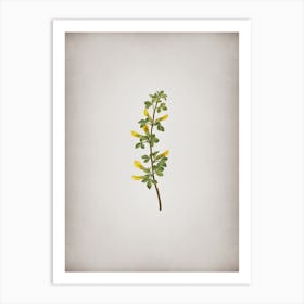Vintage Common Cytisus Botanical on Parchment Art Print