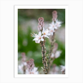 Asphodel Spring Flowers In Greece Art Print