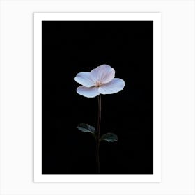 White Flower 21 Art Print