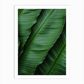 Green Banana Leaf Background Art Print