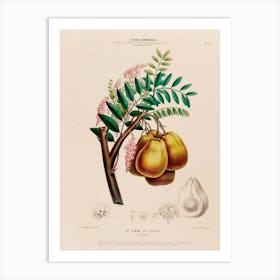 Figs And Pears Art Print