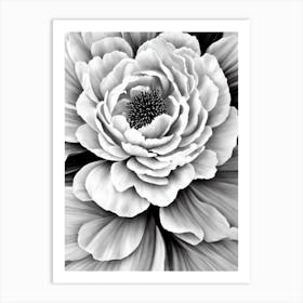 Peony B&W Pencil 2 Flower Art Print