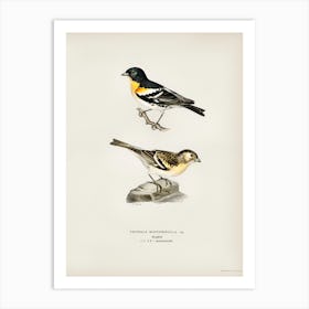 Brambling, The Von Wright Brothers Art Print