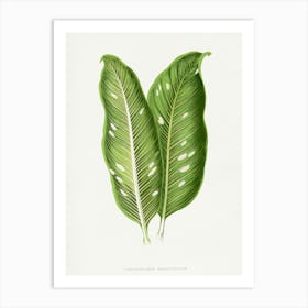 Vintage Botanical Art Print _2643235 Art Print