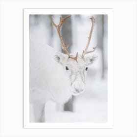 Portrait of a white reindeer with brown antlers| Swedish Lapland Art Print