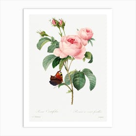 Cabbage Rose, Pierre Joseph Redoute (2) Art Print