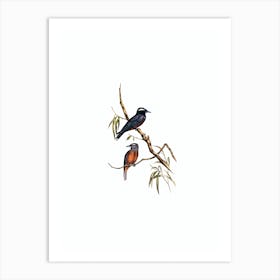 Vintage White Eyebrowed Wood Swallow Bird Illustration on Pure White n.0047 Art Print