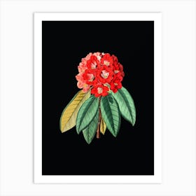 Vintage Rhododendron Rollissonii Flower Botanical Illustration on Solid Black n.0693 Art Print