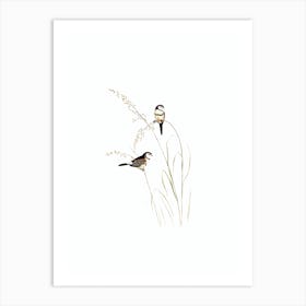 Vintage Bicheno’s Finch Bird Illustration on Pure White n.0473 Art Print