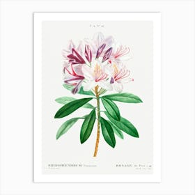 Rhododendron Ponticum, Pierre Joseph Redoute Art Print