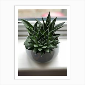 Aeonium Art Print